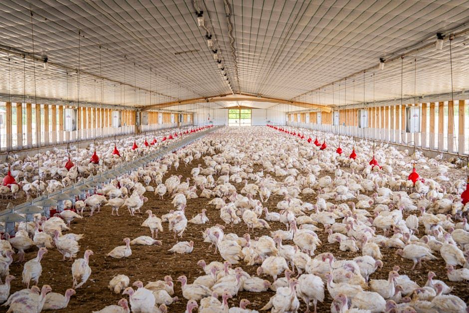 Commercial Turkey Farm Package — Farmer Surplus