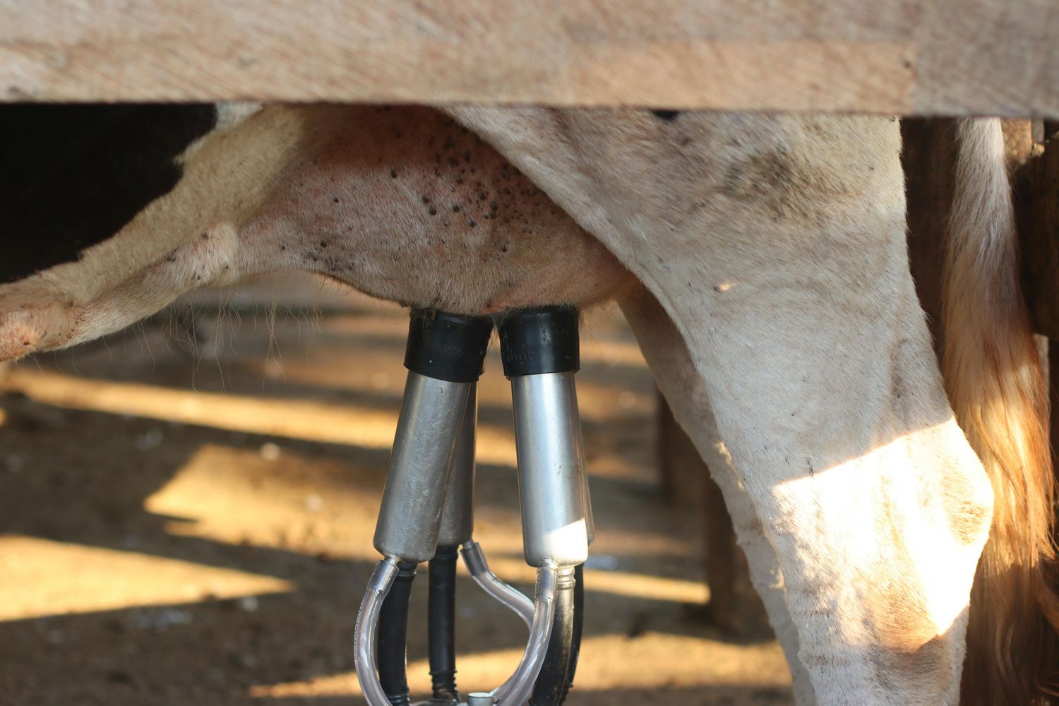 Neck Extender — Farmer Surplus