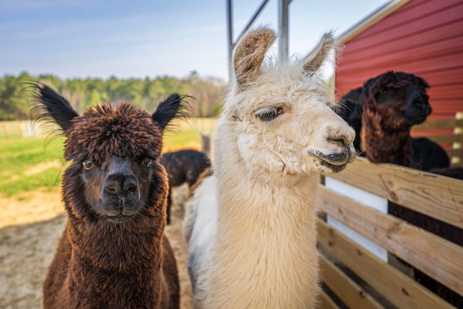 Alpaca — Farmer Surplus
