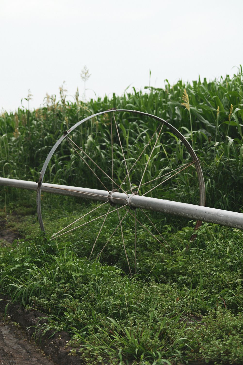 Five Acre Homestead Production System — Farmer Surplus