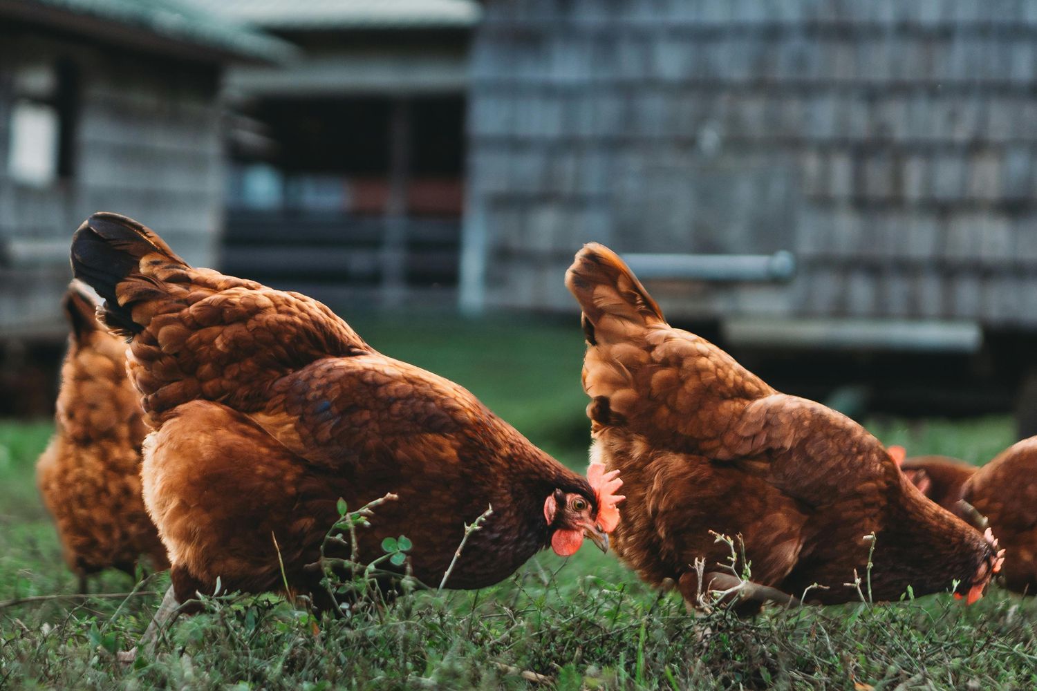 Homestead Poultry Package — Farmer Surplus