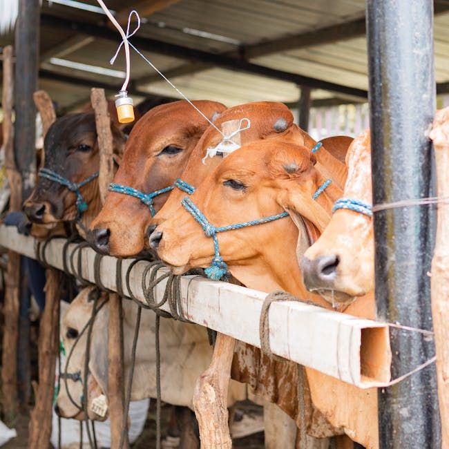 Artificial Insemination Starter Package — Farmer Surplus