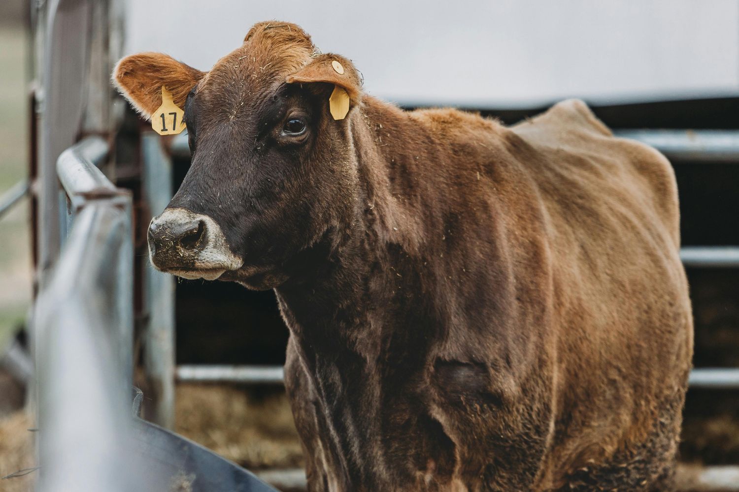 Livestock Auction Facility Service