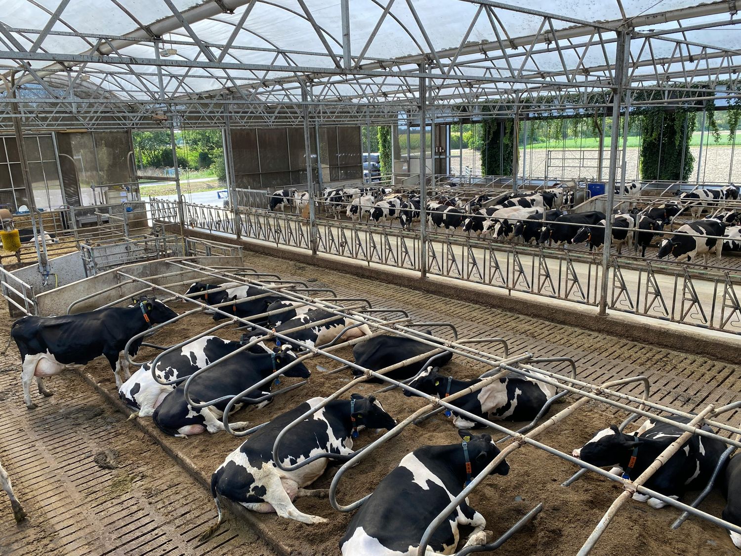 Livestock Scale System — Farmer Surplus