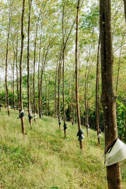Back Rubber — Farmer Surplus