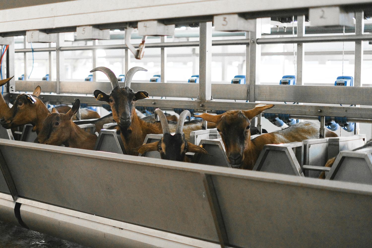 Goat Browse &amp; Forage System — Farmer Surplus