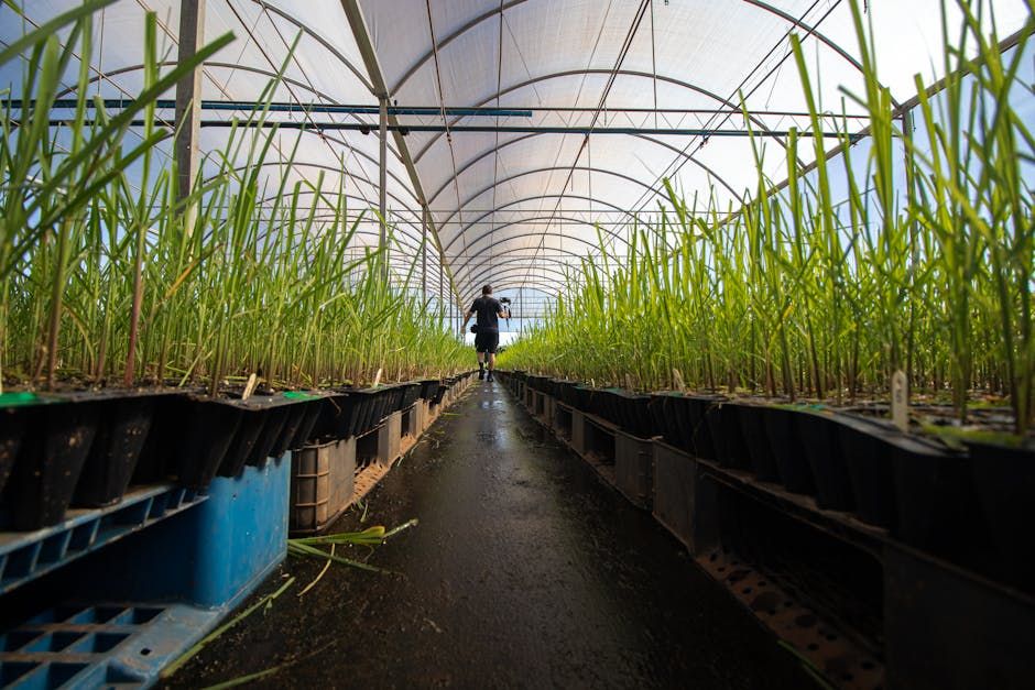 Commercial Permaculture Nursery System — Farmer Surplus
