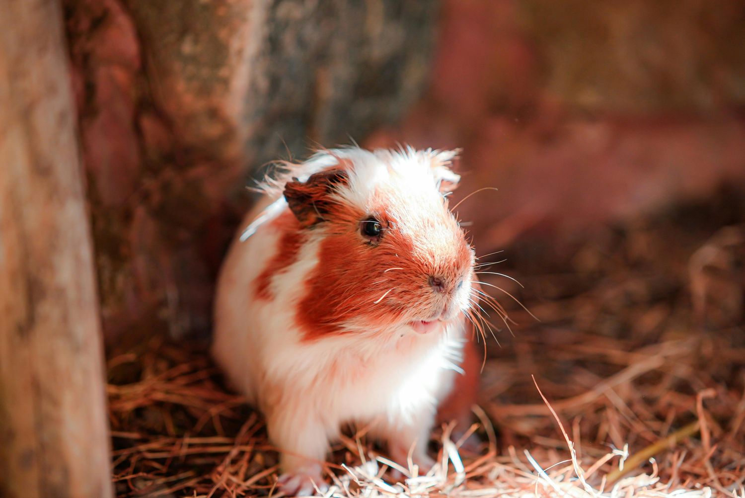 Guinea Pig Healthcare Package — Farmer Surplus