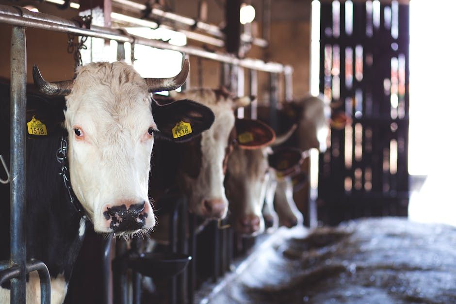Cattle Prod — Farmer Surplus