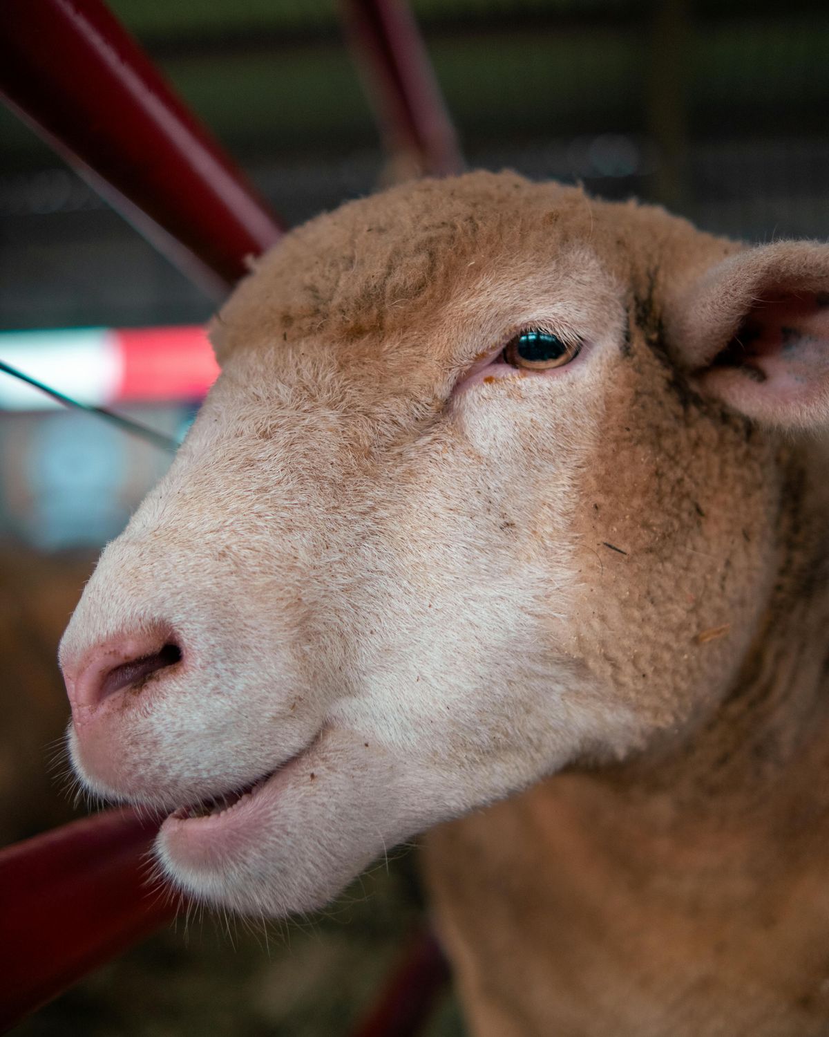 Sheep Ewe — Farmer Surplus