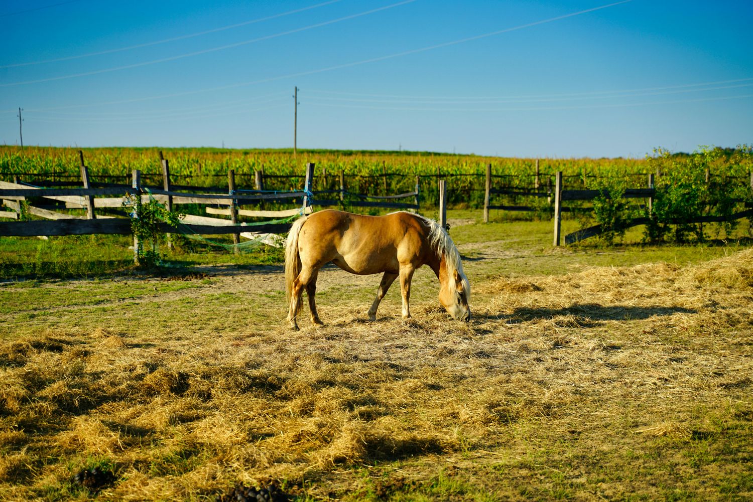 Quarter Horse Prospect — Farmer Surplus