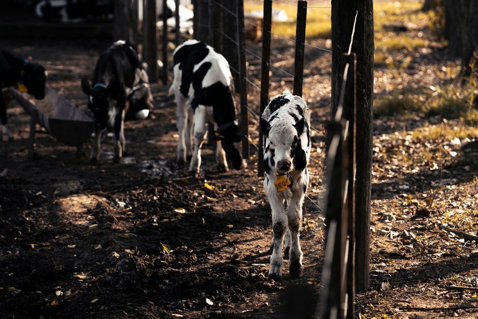 Calving Emergency Kit — Farmer Surplus