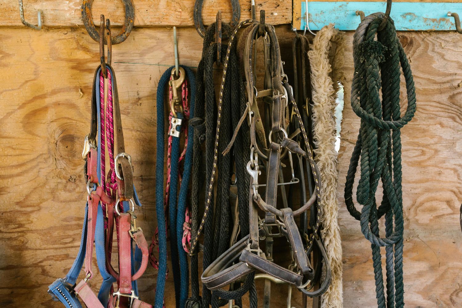 Team Roping Horse Prospect — Farmer Surplus