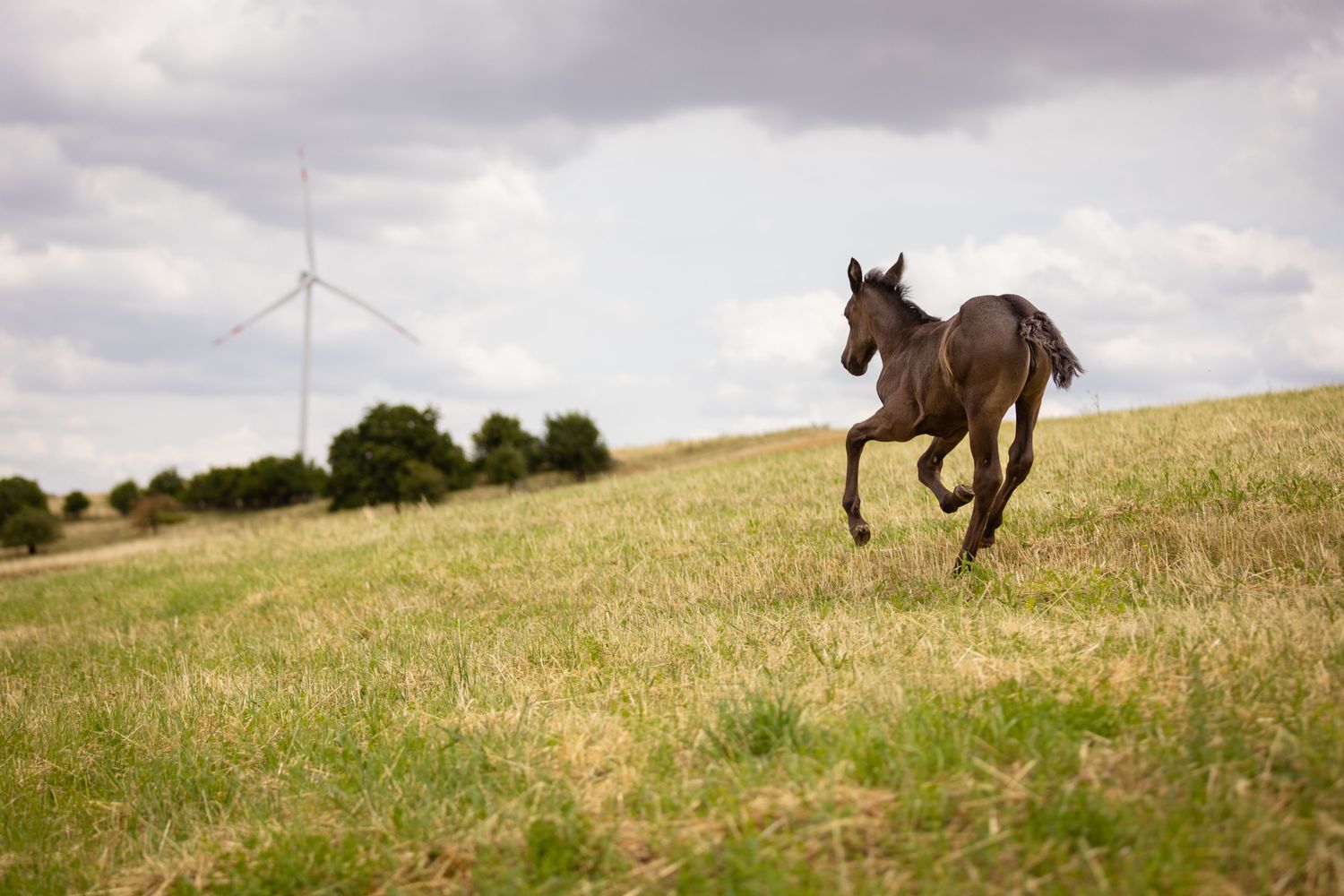 Foaling Emergency Kit — Farmer Surplus