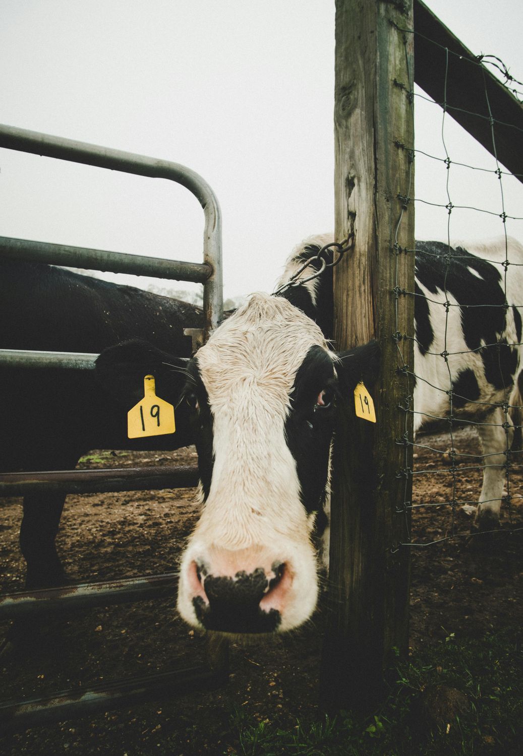 Livestock Scratch Post — Farmer Surplus