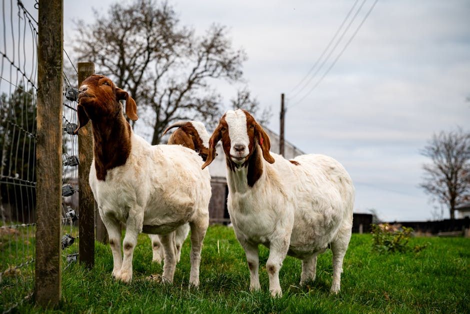 Boer Goat — Farmer Surplus