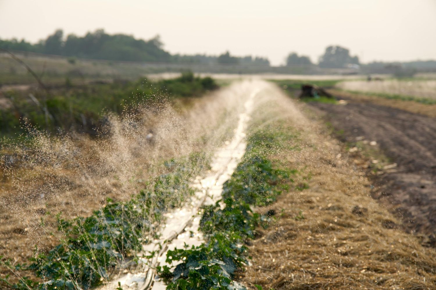 One Acre Swale &amp; Water Harvesting System — Farmer Surplus