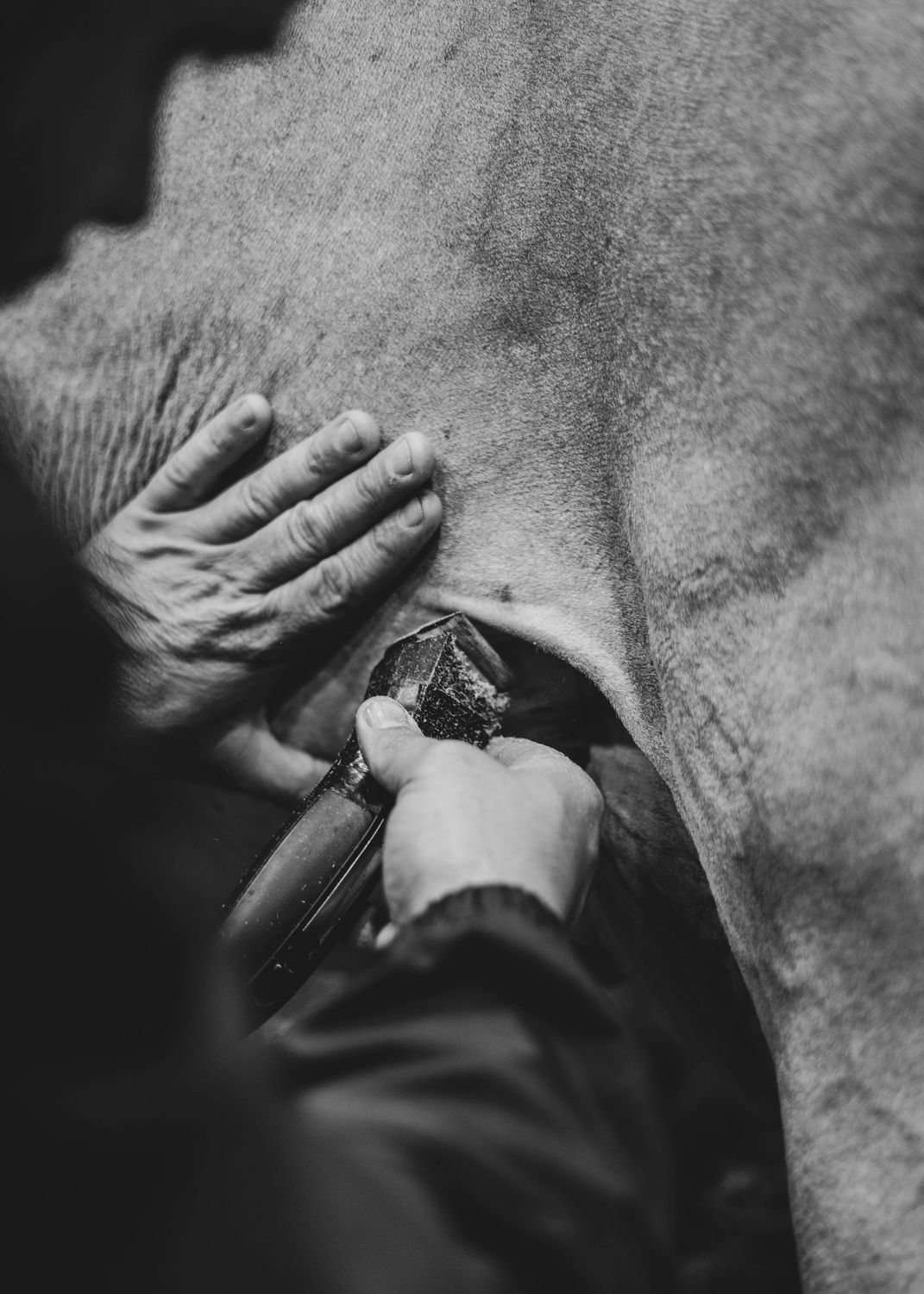 Dehorner — Farmer Surplus