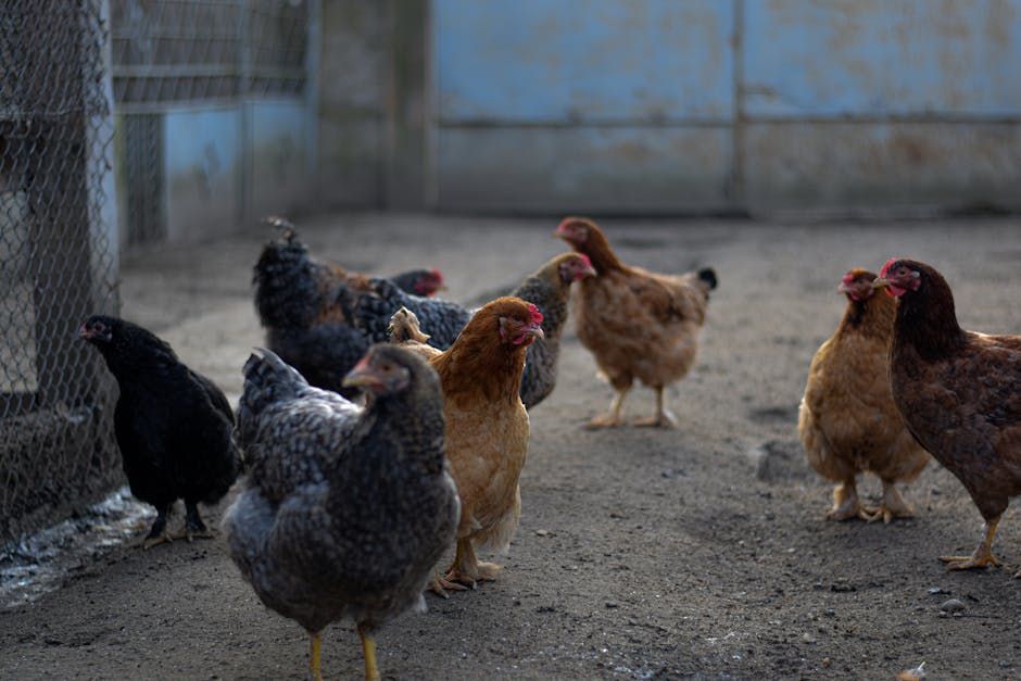 Chicken Starter Flock — Farmer Surplus