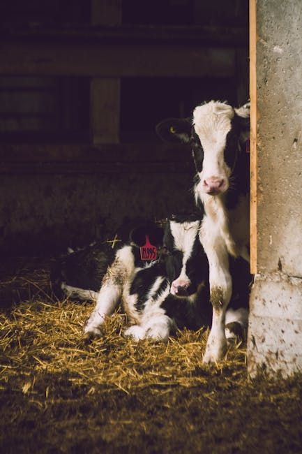 Calving Jack — Farmer Surplus