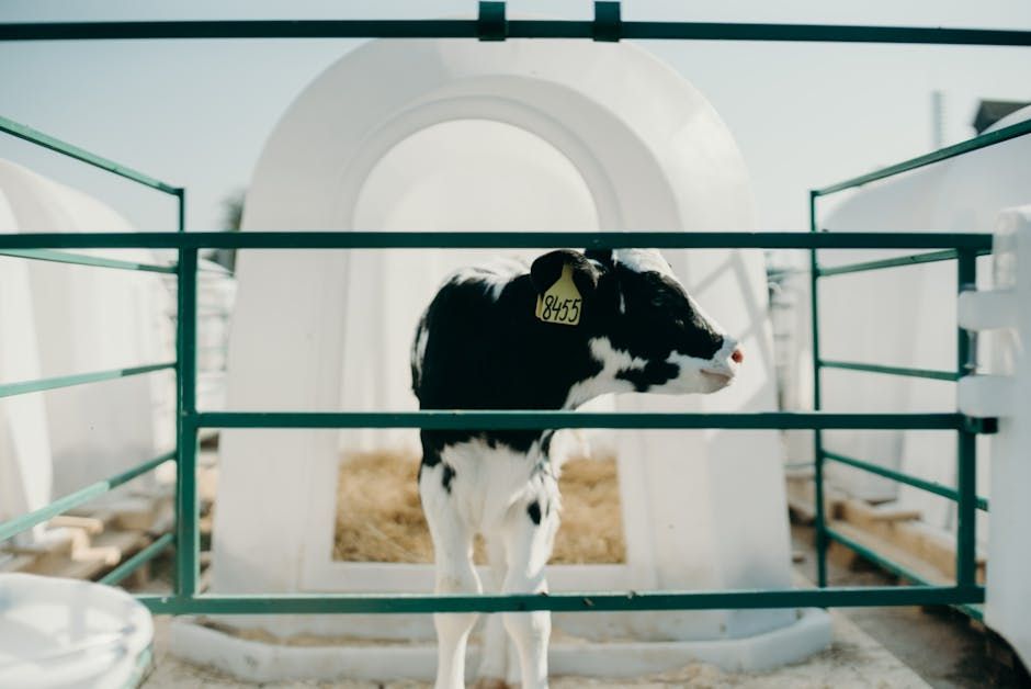 Calf Table — Farmer Surplus