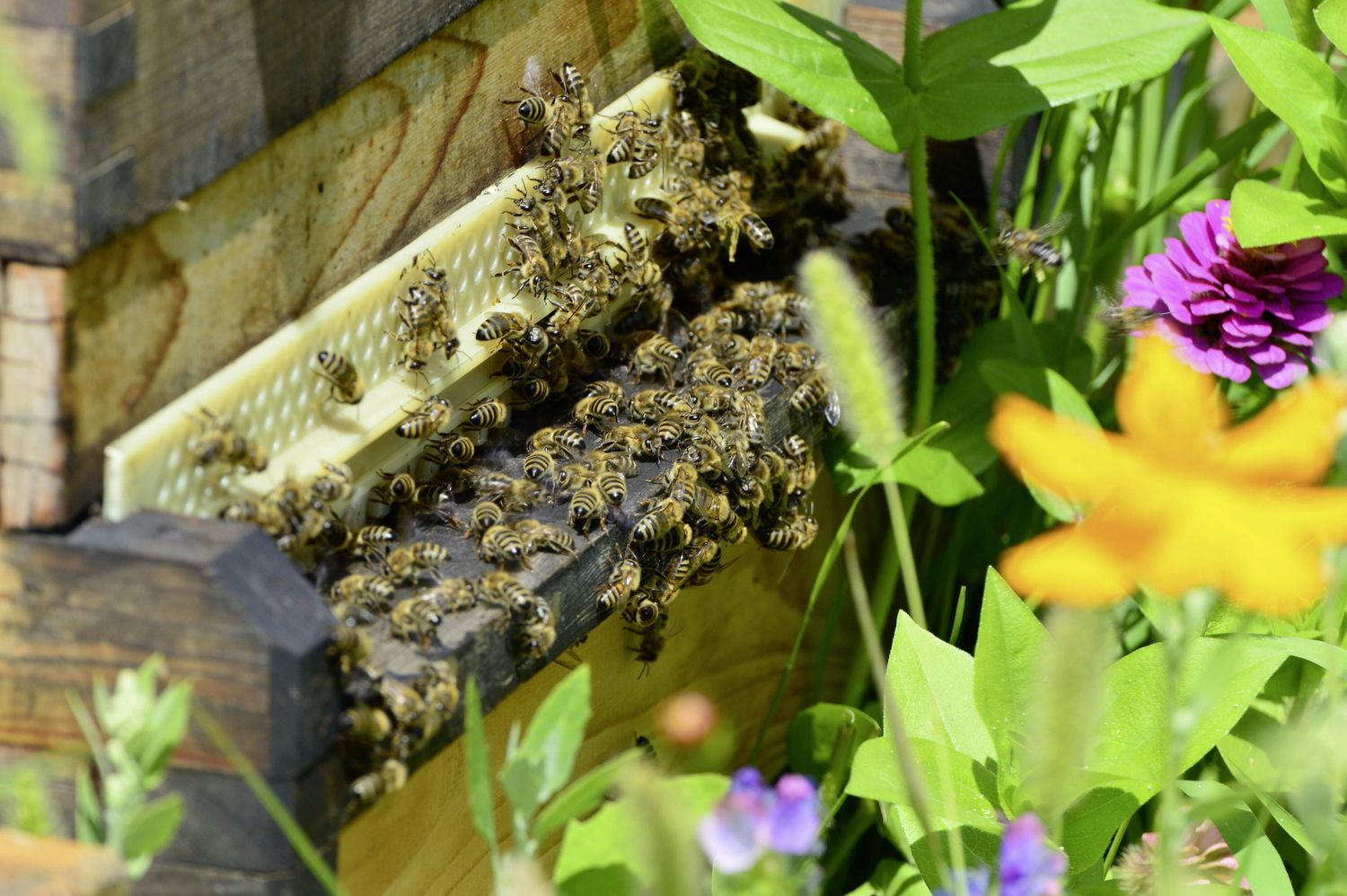 Pollinator Garden Package — Farmer Surplus