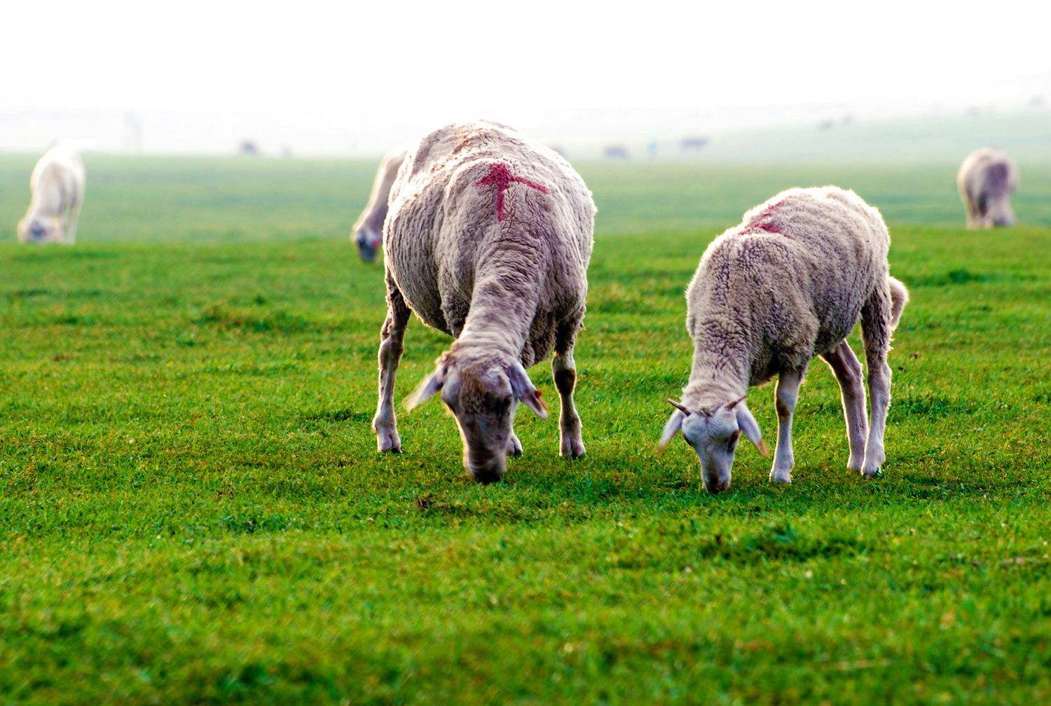 Sheep Pasture Improvement System — Farmer Surplus