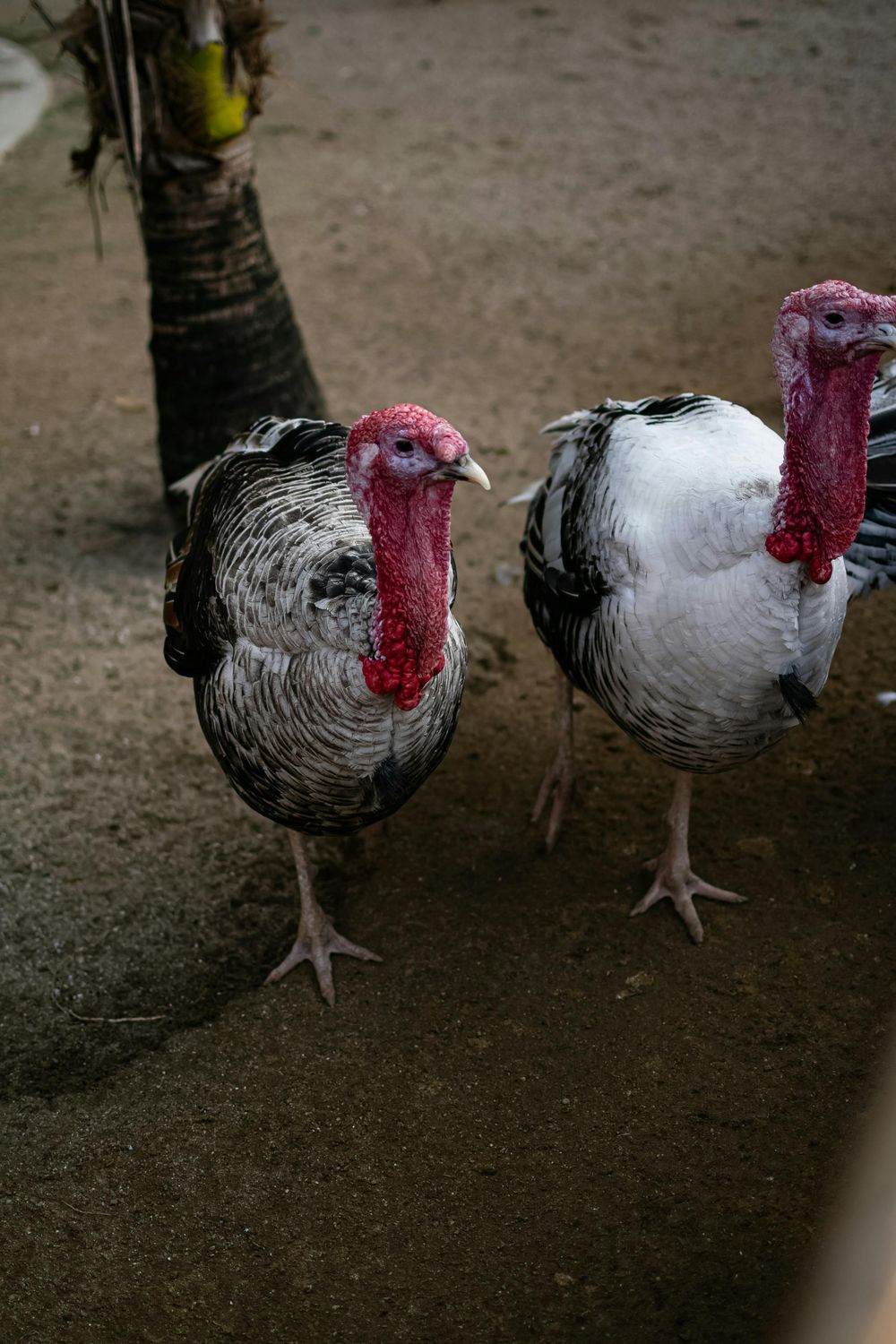 Turkey Breeding Pair — Farmer Surplus