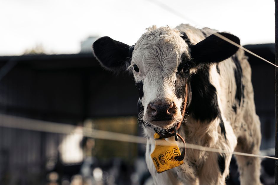 Commercial Herd Emergency Kit — Farmer Surplus
