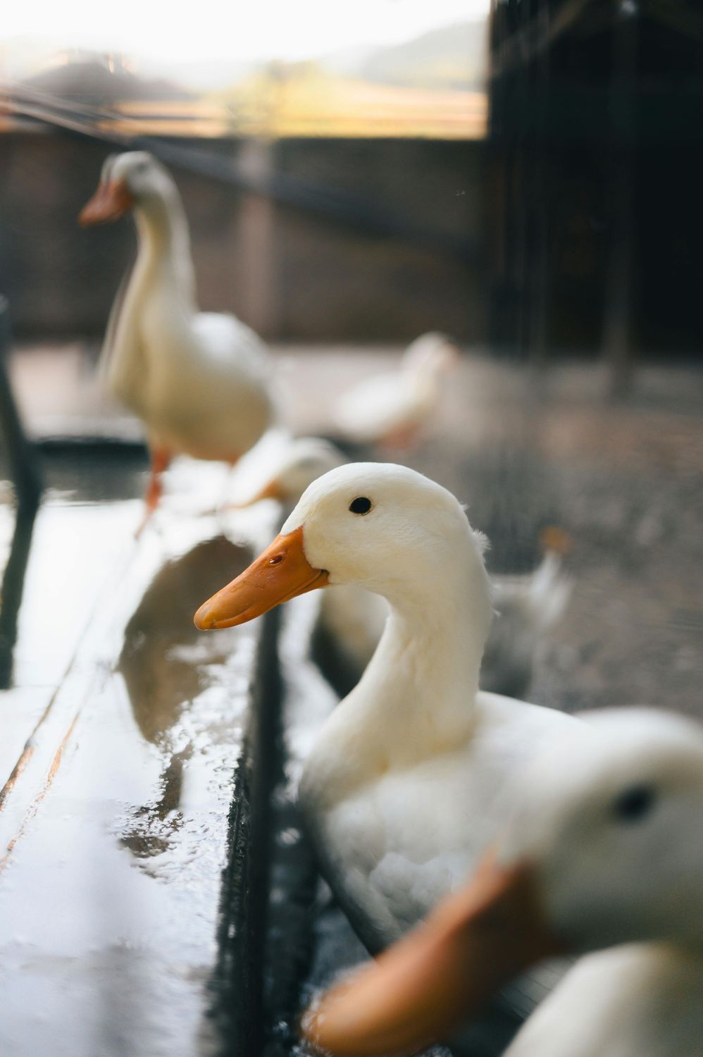 Laying Ducks — Farmer Surplus