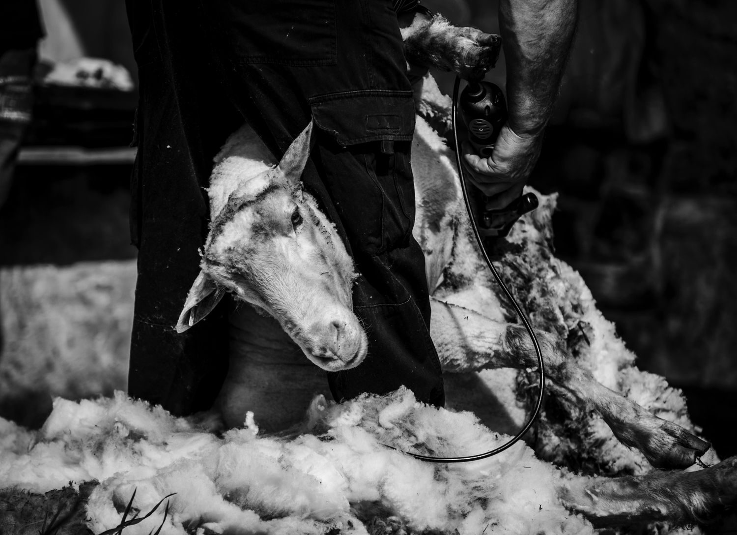 Sheep Shears — Farmer Surplus