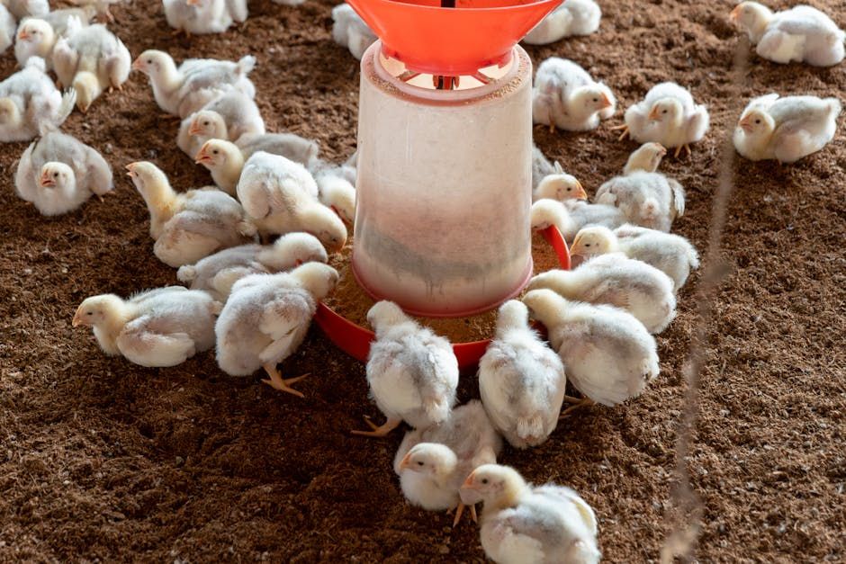 Broiler Production Package — Farmer Surplus