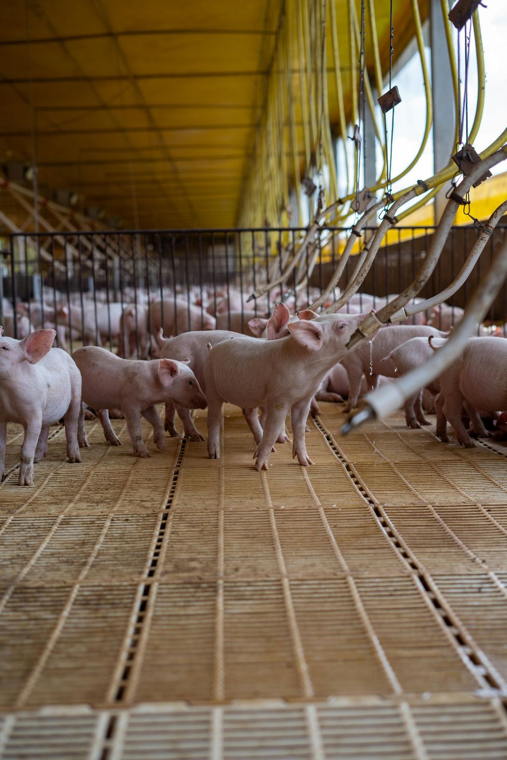 Piglet — Farmer Surplus
