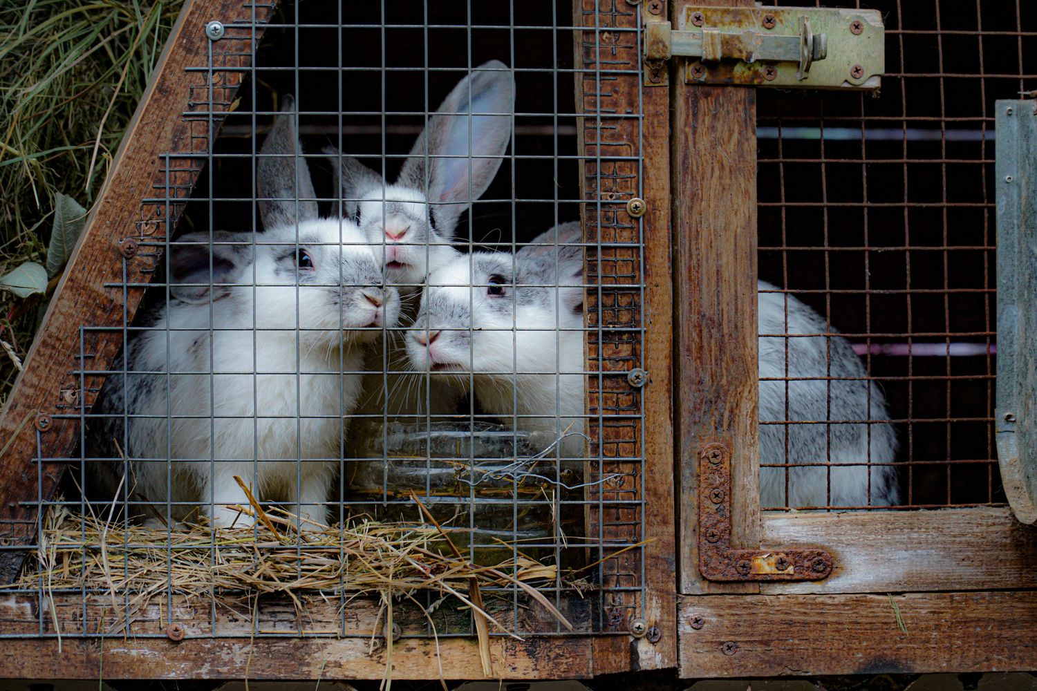 Rabbit Breeding Pair — Farmer Surplus