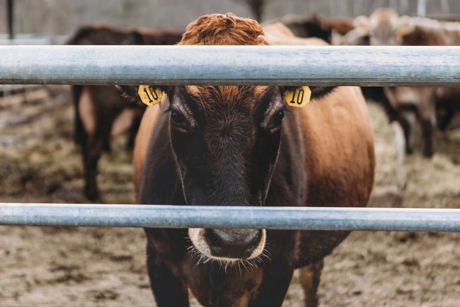 10 ft Cattle Gate — Farmer Surplus