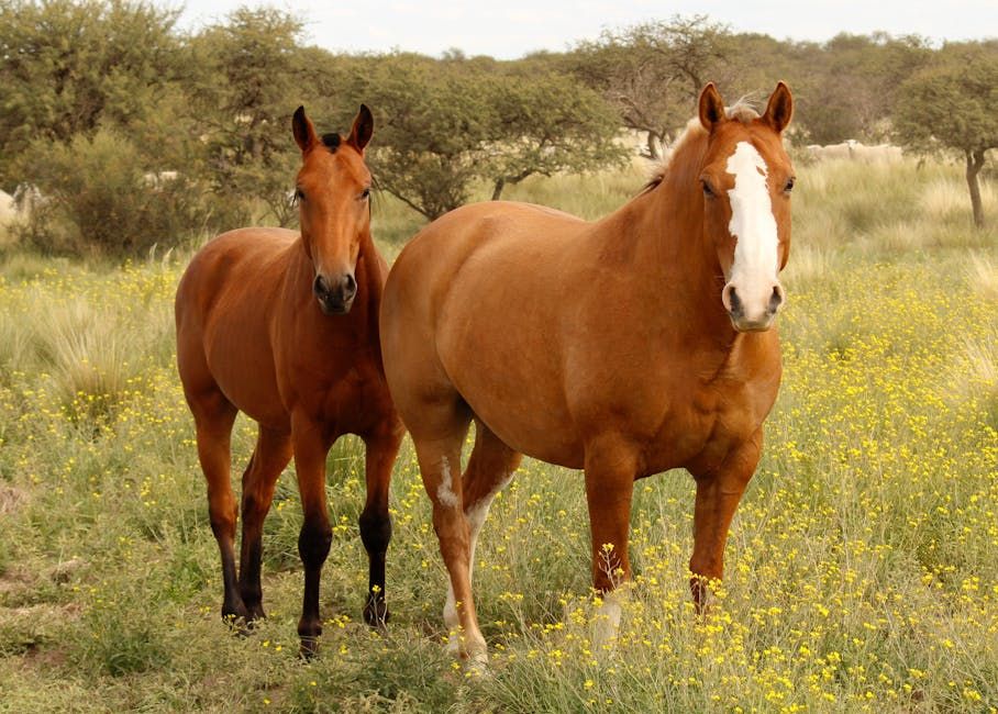 Broodmare / Breeding Mare — Farmer Surplus