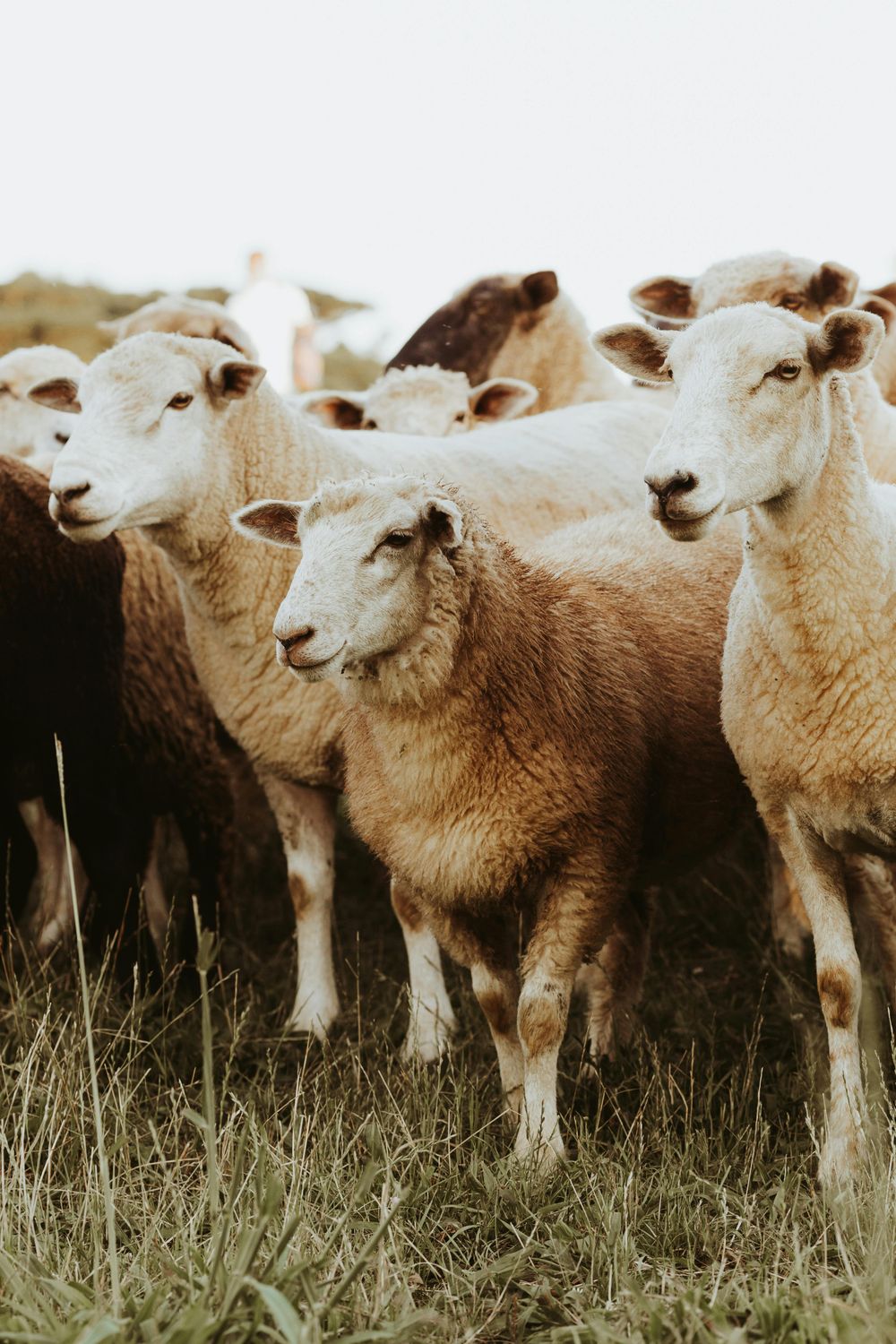 Sheep Starter Flock — Farmer Surplus
