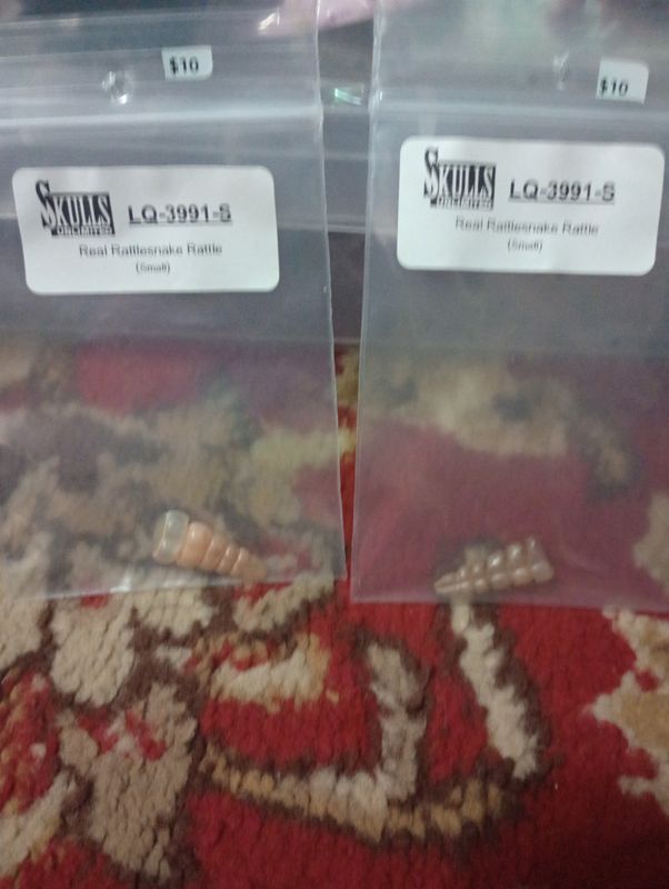 Rattlesnake rattle (small)
