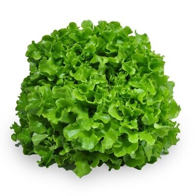 Lettuce Green Oak Loose 500g