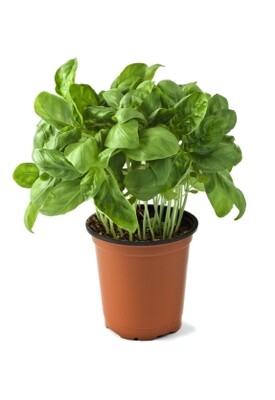 Basil Plant
