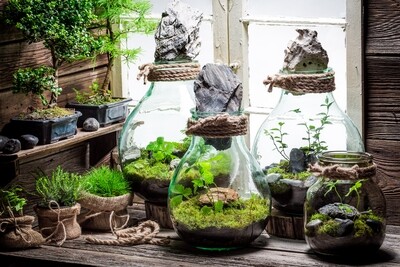 Dish Gardens and Terrariums