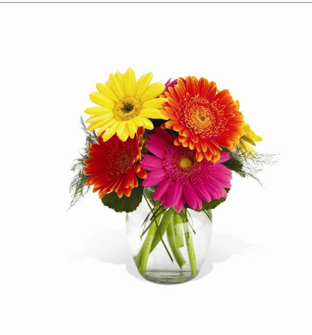 Gorgeous Gerbera's