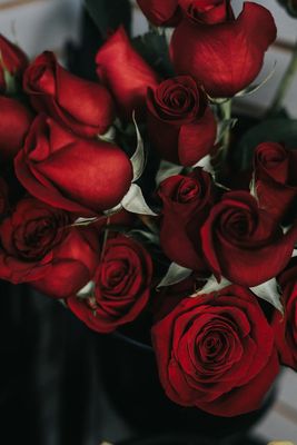 Roses-Fresh Cut Long Stemmed with Greens and Babies Breathe