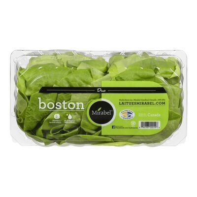 LAITUE BOSTON DUO