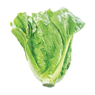 Laitue romaine VENDUE INDIVIDUELLEMENT PRODUIT DU QUEBEC