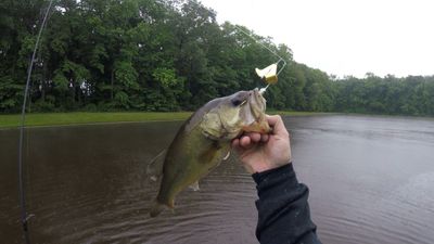 Instigator Buzzbait - 1/4 oz