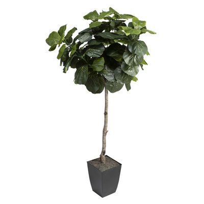 6′ FIDDLE LEAF FIG TREE IN SMALL BLACK CARDINAL PLANTER