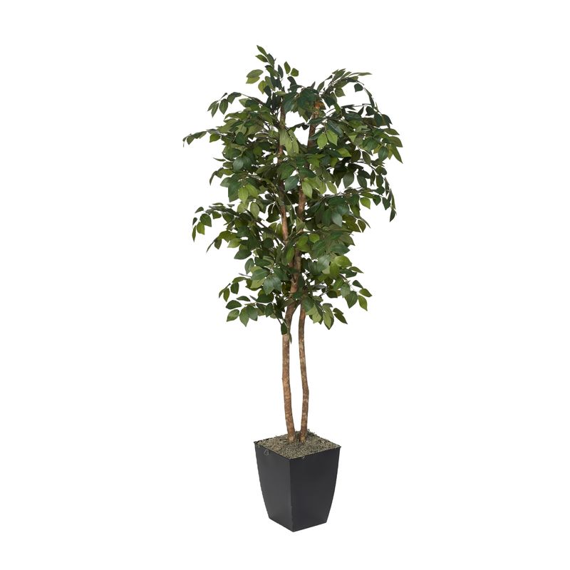 6′ SAKAKI TREE IN SMALL BLACK CARDINAL PLANTER