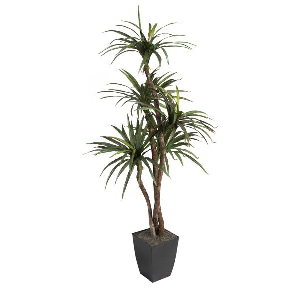 6′ DRACAENA TREE IN SMALL BLACK CARDINAL PLANTER