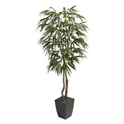 6′ WEEPING FICUS TREE IN SMALL BLACK CARDINAL PLANTER
